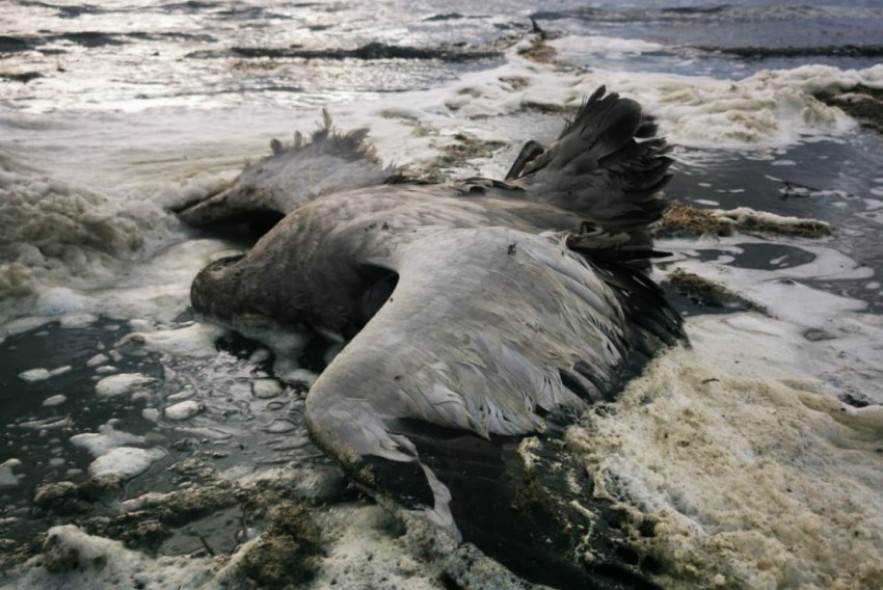 Localizan 200 grullas muertas, posiblemente por gripe aviar, en la laguna de Gallocanta