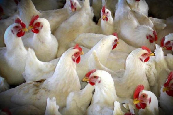 Las 101 explotaciones avícolas de la provincia, pendientes de la gripe aviar