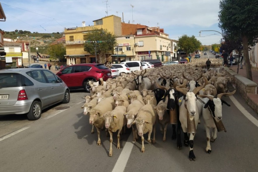Un rebaño de 2.500 ovejas inicia este viernes su cañada hacia Jaén