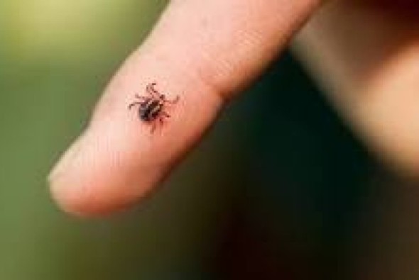 Garrapatas y mosquitos en entornos urbanos: mapa de riesgo y cómo actuar