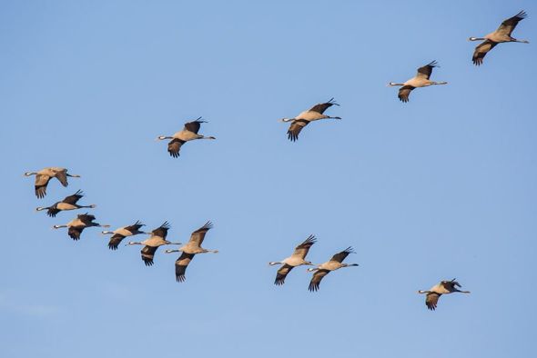 La Fiesta de Bienvenida de las Grullas mantiene su programa de actividades