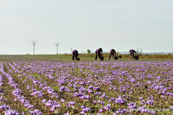 A menos de una semana de cerrar la campaña del azafrán, los resultados no acompañan