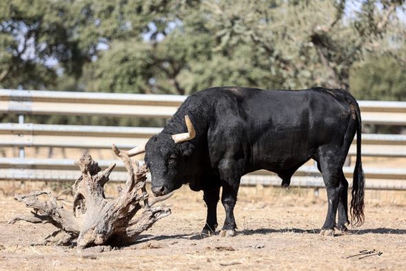 Valdefresno, una ganadería con alma  y raíces profundas del campo charro