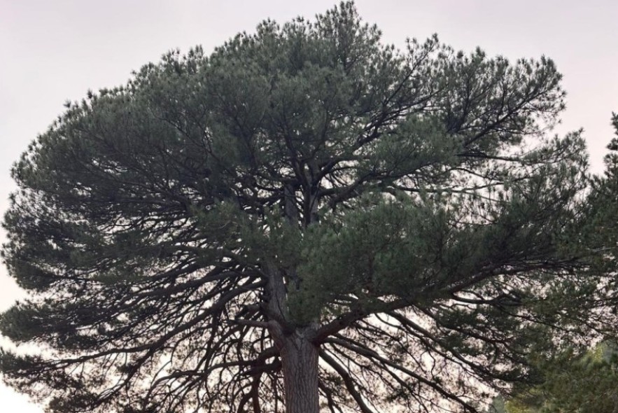 El pino El Escobón,  de Linares de Mora, candidato a Árbol del Año 2026