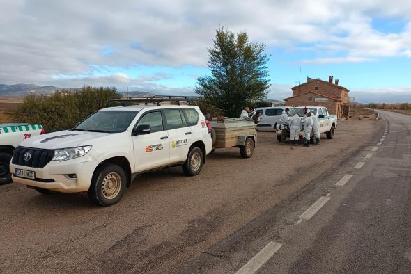 El número de grullas muertas roza el millar,  pero la incidencia cae en los últimos días