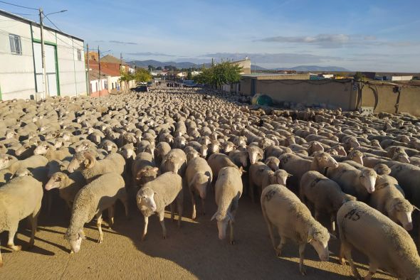 Los trashumantes de Guadalaviar  llegan ya a Jaén tras 20 días de vereda