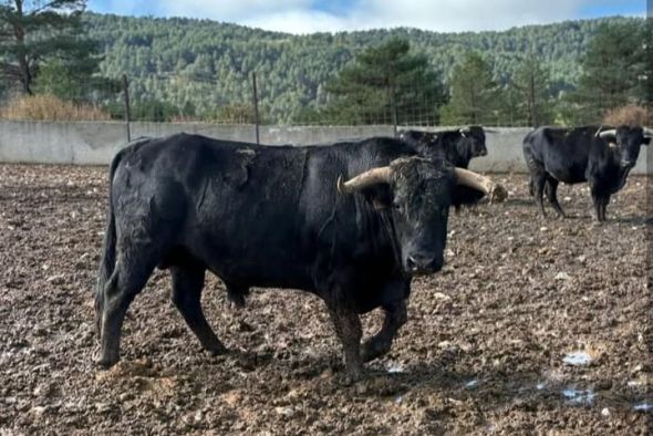 El último toro  de Gea de Albarracín será el próximo 6 de diciembre