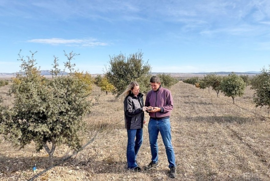 Teruel se erige como patria de la trufa negra mundial con 10.400 hectáreas de carrascas
