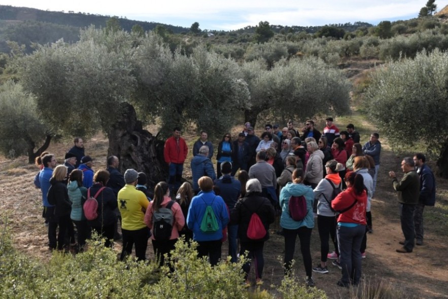 La cooperativa de Alcorisa estrena sala de catas y ruta a una olivera milenaria