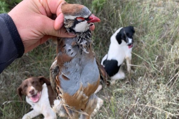 La Federación de Caza descarta patologías en las perdices de Teruel