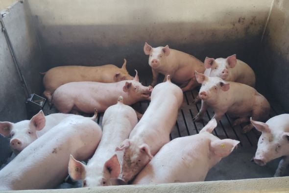 Los ganaderos turolenses, en alerta máxima, extreman las precauciones ante la PPA