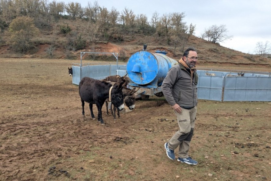 Medio centenar  de ‘burros bomberos’ limpian el monte en Torre los Negros