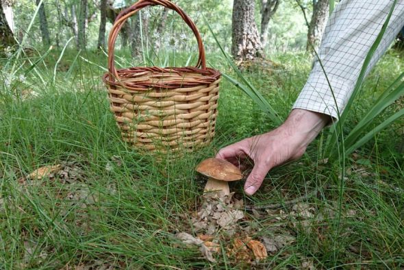 La Comarca Sierra de Abarracín adjudica la realización de seis rutas micológicas audio-guiadas