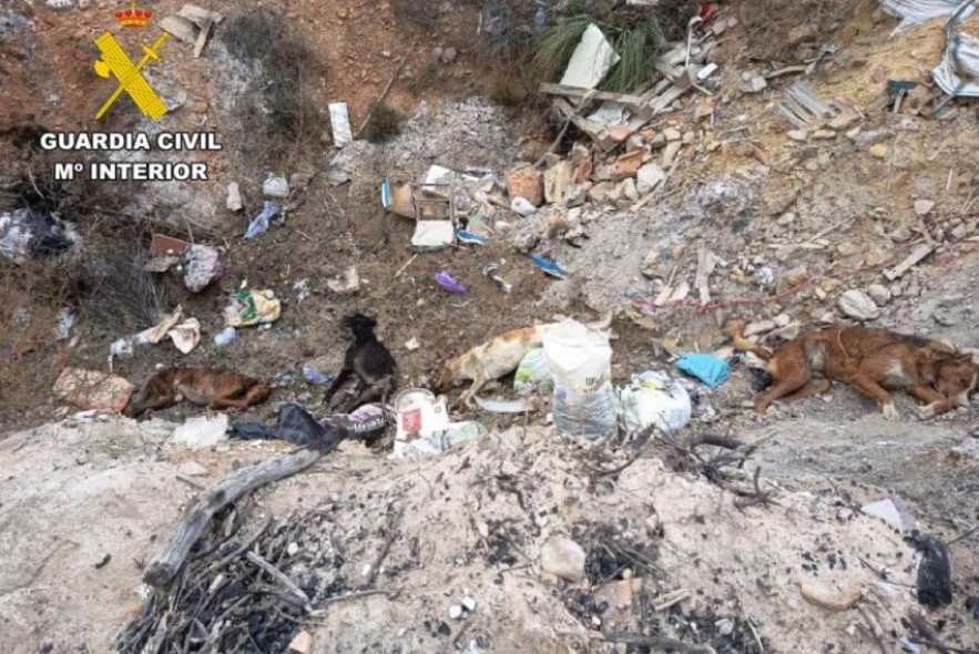 Investigado un vecino de Albentosa por la muerte a tiros de cuatro perros