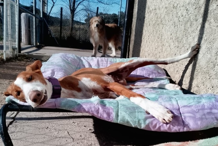 La protectora de animales Huellas Mineras nace para atender a perros abandonados con más eficiencia