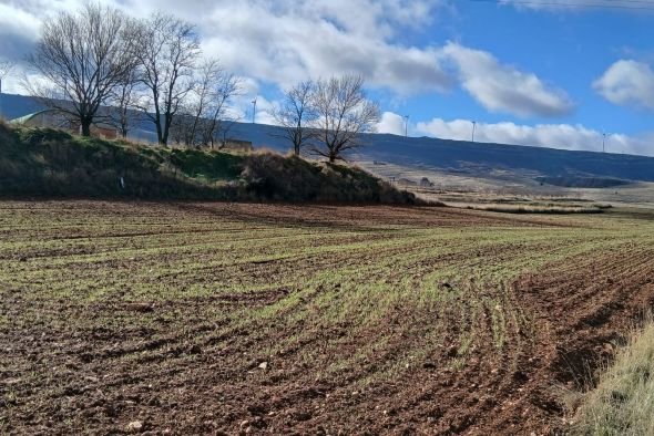 El tempero facilita la siembra del cereal, pero se reduce la superficie por los bajos precios