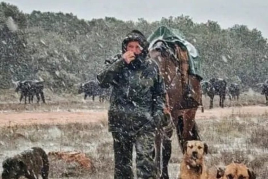Los animales de la ganadería de Alicia Chico llegan a Jaén tras la vereda