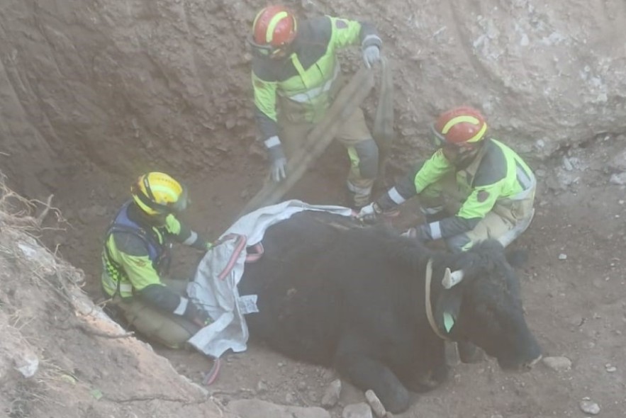 Rescatada la vaca que quedó atrapada en una acequia subterránea de Olba