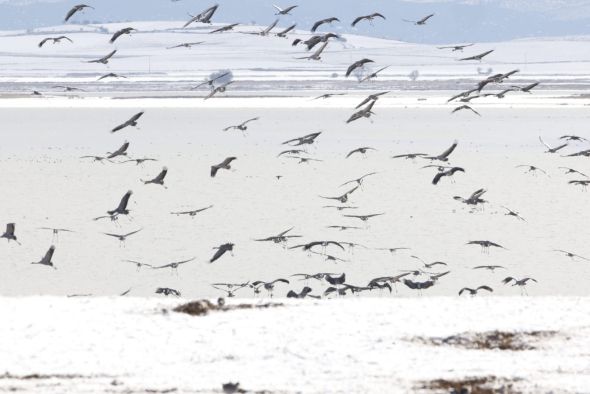 La gripe aviar reduce en 50.000 grullas el número de invernantes en España