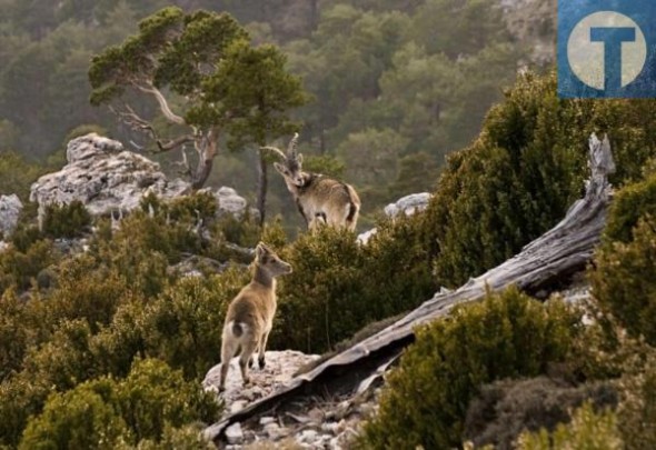 Podemos inicia una ronda de visitas para promover la creación de un Parque Natural en los Puertos de Beceite