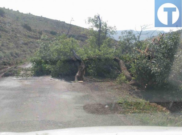 La caída de un árbol corta la carretera de Sollavientos en Allepuz