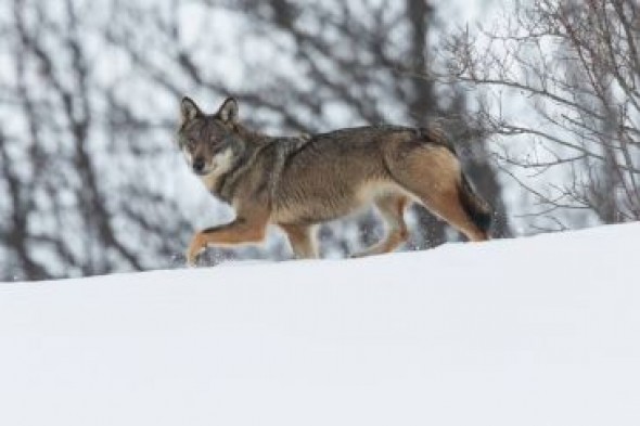 Calamocha acoge el congreso de fotógrafos de naturaleza de España