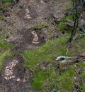 Arte y naturaleza se dan la mano en una nueva edición del Festival Landares