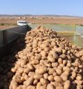 Cella espera una buena producción de patatas con entre 700 y 800 toneladas