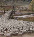 La trashumancia en la Sierra de Albarracín recupera la vereda y la actividad académica