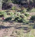 Detenidas siete personas por robar en una plantación de cáñamo industrial en Calamocha