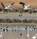 Más de 19.000 grullas descansan ya en la Reserva Natural de la laguna de Gallocanta