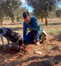 La potencia de la trufa en Teruel se condensa en 9.292 hectáreas cultivadas en los términos de 159 municipios