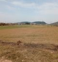 Estado de alarma en el campo bajoaragonés ante la preocupante falta de lluvias que afecta al cereal