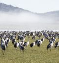 La laguna de Gallocanta contabiliza el mayor censo de grullas desde 2011