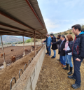 Seleccionados los toros que se correrán en la Vaquilla del Ángel