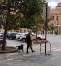 Teruel contará con una ordenanza municipal propia para regular la convivencia con los animales de compañía