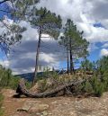 El Paisaje de los Pinares de Rodeno regula las actividades deportivas y de ocio en el área protegida