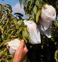 La ola de calor extremo agudiza las pérdidas generadas por las fuertes heladas del pasado mes en la agricultura del Bajo Aragón