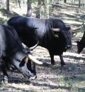 La adaptación de los tauros en los pinares de Frías y Calomarde está siendo un éxito