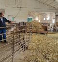 Medio millar de ovejas y centros de inseminación y recría para el ovino