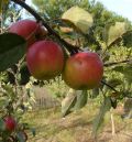 Teruel, escenario de los avances en la adaptación de los frutales al cambio climático