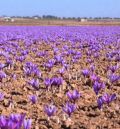 La falta de lluvia y las altas temperaturas merman la rosa del azafrán