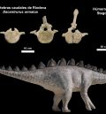 Una investigación de la Fundación Dinópolis describe nuevos fósiles de dinosaurios estegosaurios de Teruel y Valencia