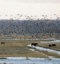 Villarquemado construirá dos alojamientos junto a la Laguna del Cañizar para observar las aves