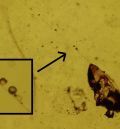 El ámbar de Teruel, referente para conocer la evolución del comportamiento de los insectos