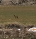 Los ganaderos del Bajo Aragón se plantean ya medidas de protección del ganado ante la presencia del lobo