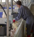 Las integradoras Vall Compays y Agroturia crean una bolsa de empleo para trabajar en granjas de porcino