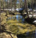 La Fiscalía de Teruel archiva las diligencias informativas sobre las talas forestales