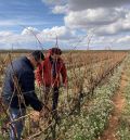 Una variedad de uva autóctona de Muniesa recuperada hace unos años produce un caldo único en el mundo