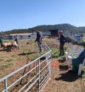 Pastores del Bajo Aragón, de Teruel, Valencia y Huesca se forman en el manejo de las ovejas con perros dela raza Border Collie